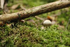 toadstool, autumn, forest, europe photo