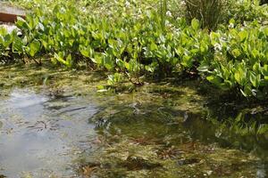 natural pond with lots of frogs, spring photo