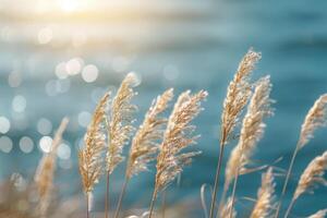 tranquillity and Sea breeze landscape photo