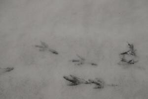 footprints in the snow, birds photo