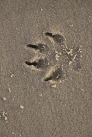 print in the sand of a dogs paw photo