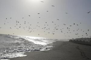 gaviotas a el playa y en el cielo foto