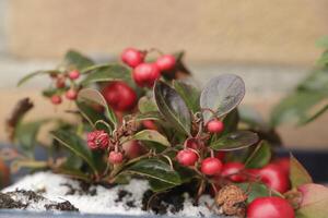 nieve en el jardín, plantas foto