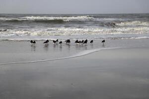 oystercatchers at the high tide line photo