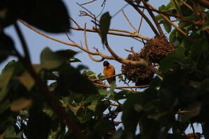 weaver bird with nest photo