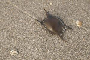 rye egg on the beach, netherlands photo