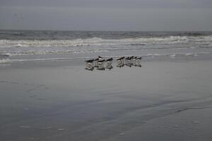 oystercatchers at the high tide line photo