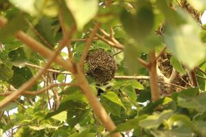 weaver bird with nest photo