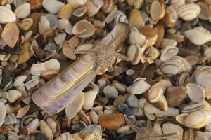 Shells in the sand at the shore in the Netherlands photo