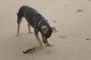 dog plays with feather photo