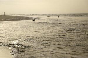 high tide line on the beach, separation between sea and beach photo