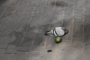 pigeon sleeps on street photo