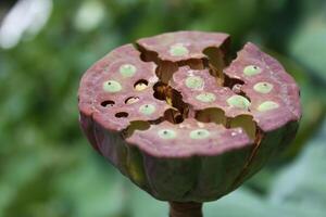 lotus flowers in a pond photo