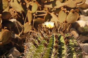 cactus with yellow flower photo