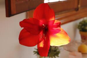 red amaryllis flower photo