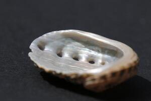 abalone sea shell photo