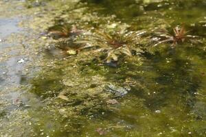 natural pond with lots of frogs, spring photo