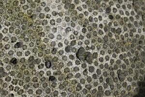 macro photo of coral