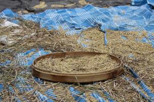 new harvested rice, ubud photo