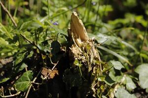 tree trunk covered with hedera and other plants photo