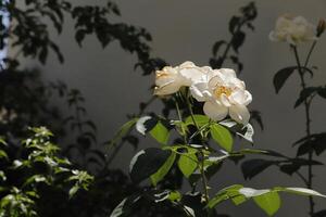 rosas blancas en el jardin foto