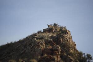 iberian ibex on top of mountains photo