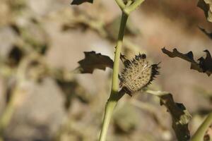 plant with spiky fruits photo