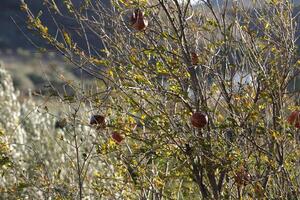 pomegranate tree in the winter photo