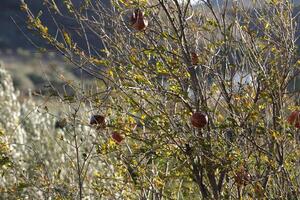 pomegranate tree in the winter photo