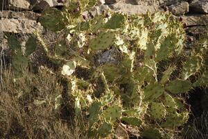cacti with fruits photo