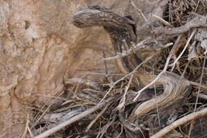 roots of a tree with whimsical shapes photo