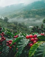 café Cereza granja en Guatemala, agrícola paisaje foto