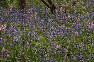 blue bells in the forest, spring, the netherlands photo