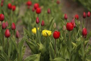 holandés paisaje en el primavera, tulipanes foto