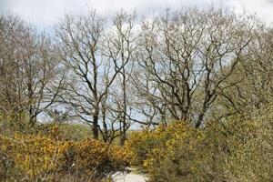 landscape, A round walk in the Zwanenwater nature reserve in , North Holland, the Netherlands photo