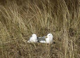 a paradise for birds, the dunes with shallow lakes, birds lay their eggs and find food, vlieland, the netherlands photo