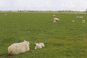 North Holland landscape in the spring, sheep and lamb in the field photo