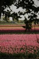 spring in the netherlands, blooming tulips photo