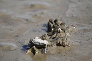 low water on the mudflats photo