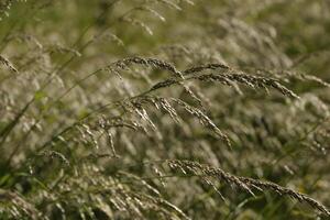 landscape in the netherlands in june photo