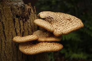 toadstool growing on a tree photo