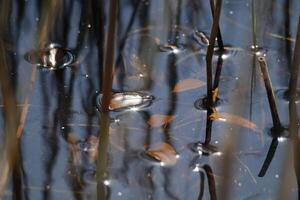 wetlands, shallow lakes in the dunes, vlieland, the netherlands photo