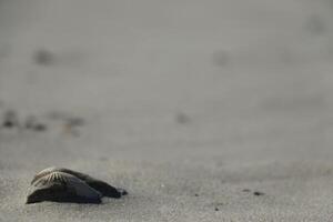 sand at the beach, vlieland, the netherlands photo