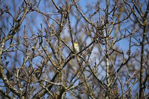 migrant birds in a tree, fauna in the Zwanenwater nature reserve in North Holland, the Netherlands. Lots of different birds to see. photo