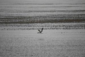 different kind of ducks visit the island, vlieland, netherlands photo