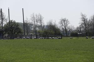 dutch landscape, netherlands in the spring photo