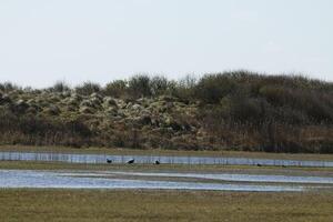 wetlands, shallow lakes in the dunes, vlieland, the netherlands photo