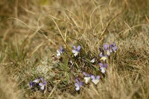 flora on the wetlands in the dunes, vlieland, netherlands photo