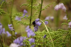 blue bells in the forest, spring, the netherlands photo