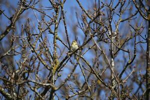 migrant birds in a tree, fauna in the Zwanenwater nature reserve in North Holland, the Netherlands. Lots of different birds to see. photo